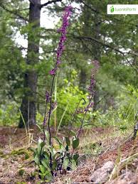 Attēlu rezultāti vaicājumam “Epipactis atrorubens bud”