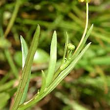 Attēlu rezultāti vaicājumam “Ranunculus flammula fruit”