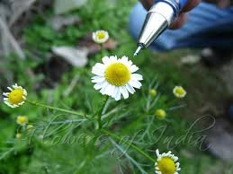 Attēlu rezultāti vaicājumam “Matricaria chamomilla flower”