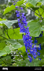 Image result for Consolida ajacis oder Consolida regalis