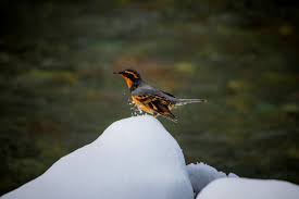 Image result for Ixoreus naevius