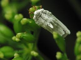 Attēlu rezultāti vaicājumam “Orthezia urticae”