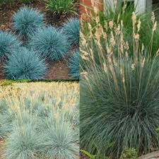 Attēlu rezultāti vaicājumam “Festuca ovina”