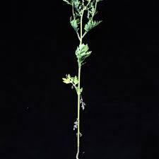 Attēlu rezultāti vaicājumam “Chenopodium acerifolium”