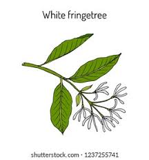 Attēlu rezultāti vaicājumam “Chionanthus virginicus leaf”