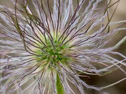 Attēlu rezultāti vaicājumam “Pulsatilla patens leaf”