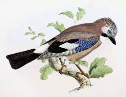 Attēlu rezultāti vaicājumam “Garrulus glandarius”