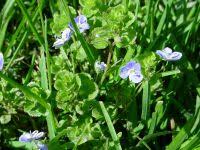 Attēlu rezultāti vaicājumam “Veronica filiformis bud”