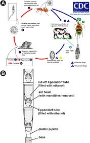 Attēlu rezultāti vaicājumam “Enteridium corticatum”