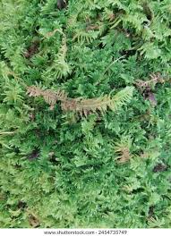 Attēlu rezultāti vaicājumam “Ptilium crista-castrensis”