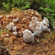 Attēlu rezultāti vaicājumam “Physisporinus vitreus”