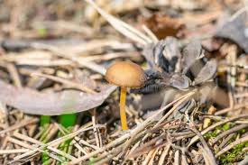 Attēlu rezultāti vaicājumam “Entoloma vernum”