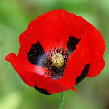 Attēlu rezultāti vaicājumam “Papaver”