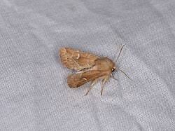 Attēlu rezultāti vaicājumam “Amphipoea”