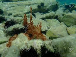 Attēlu rezultāti vaicājumam “Cyanophyta”