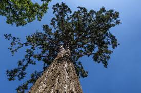 Image result for Mammutbaum