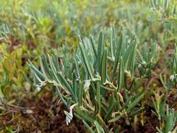 Attēlu rezultāti vaicājumam “Andromeda polifolia leaf”