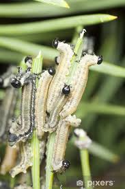 Attēlu rezultāti vaicājumam “Neodiprion sertifer”