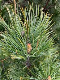 Attēlu rezultāti vaicājumam “Pinus pumila”