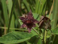 Attēlu rezultāti vaicājumam “Comarum palustre fruit”
