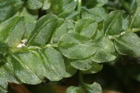 Attēlu rezultāti vaicājumam “Plagiomnium”