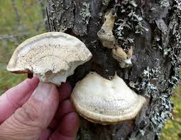 Attēlu rezultāti vaicājumam “Diplomitoporus flavescens”