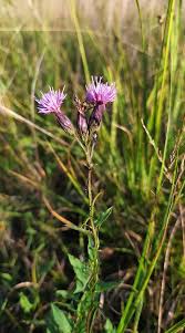 Attēlu rezultāti vaicājumam “Serratula tinctoria flower”
