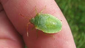 Attēlu rezultāti vaicājumam “Acanthosoma haemorrhoidale”