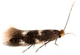 Attēlu rezultāti vaicājumam “Bucculatrix rhamniella”