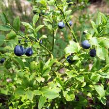 Attēlu rezultāti vaicājumam “Vaccinium myrtillus fruit”