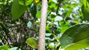 Attēlu rezultāti vaicājumam “Syringa vulgaris fruit”