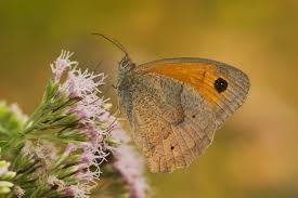 Attēlu rezultāti vaicājumam “Maniola jurtina”