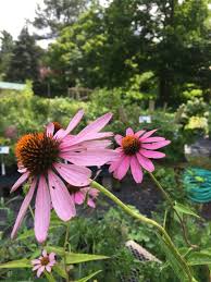 Attēlu rezultāti vaicājumam “Echinacea purpurea”