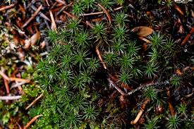 Attēlu rezultāti vaicājumam “Polytrichum juniperinum sporophyte”