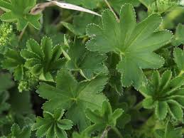 Image result for Alchemilla vulgaris