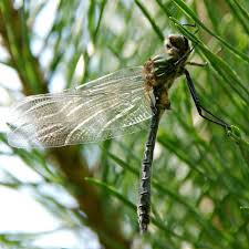 Attēlu rezultāti vaicājumam “Cordulia aenea”