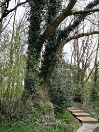 Image result for Priona Tuinen