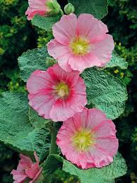 Image result for Alcea rosea
