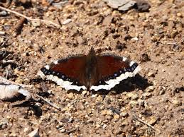 Attēlu rezultāti vaicājumam “Nymphalis antiopa upperside”