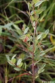 Attēlu rezultāti vaicājumam “Salix myrtilloides”