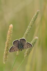 Attēlu rezultāti vaicājumam “Lycaena tityrus female”