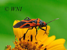 Attēlu rezultāti vaicājumam “Lygaeidae”