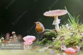 Attēlu rezultāti vaicājumam “Erithacus rubecula adult”