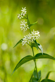 Attēlu rezultāti vaicājumam “Vincetoxicum hirundinaria leaf”