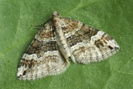 Attēlu rezultāti vaicājumam “Perizoma bifaciata”