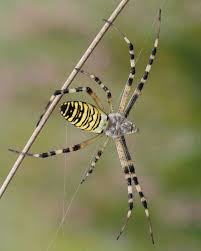 Attēlu rezultāti vaicājumam “Argiope bruennichi”