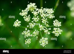 Image result for Chaerophyllum aureum
