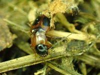 Attēlu rezultāti vaicājumam “Badister bullatus”