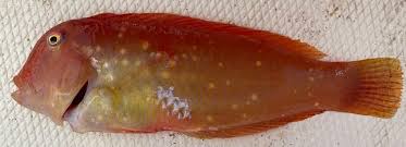 Image result for Xyrichtys novacula