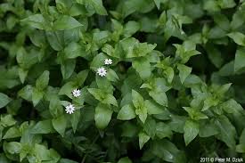 Attēlu rezultāti vaicājumam “Myosoton aquaticum flower”